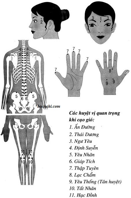 Cách xác định các huyệt cạo gió